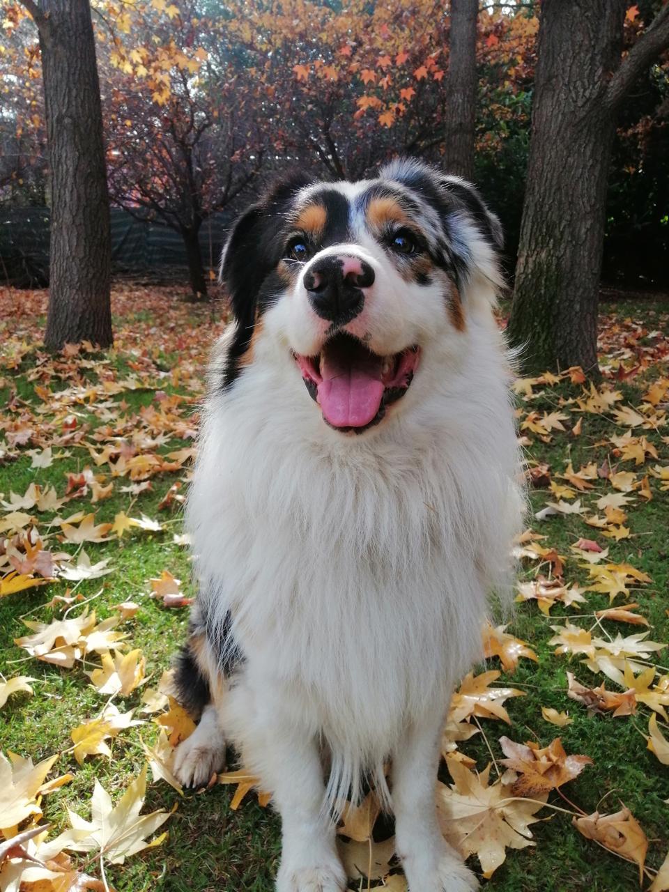 Aslan