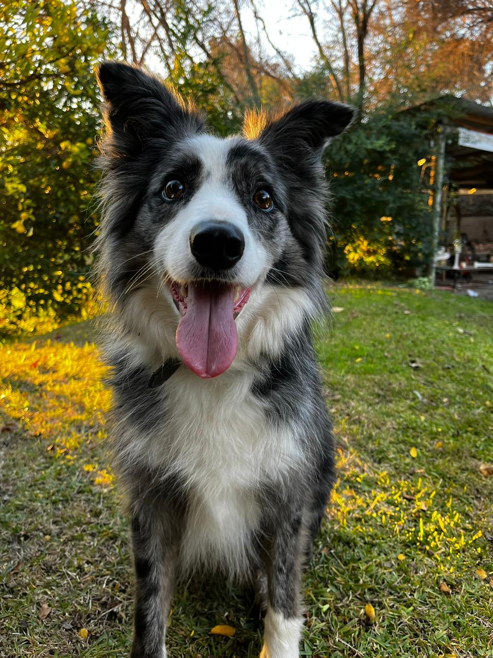 Bolt