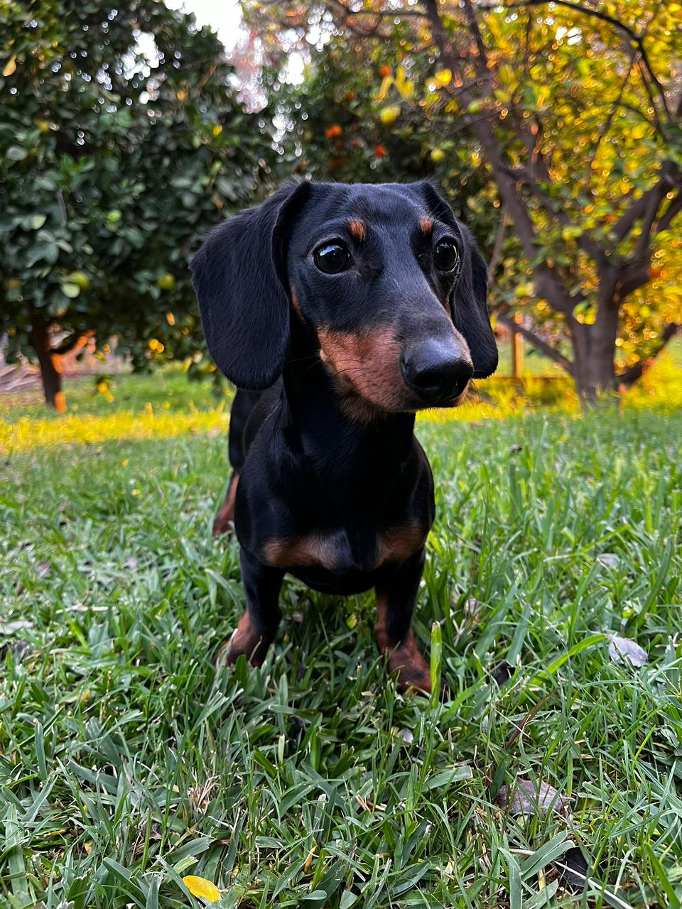 Gaucha