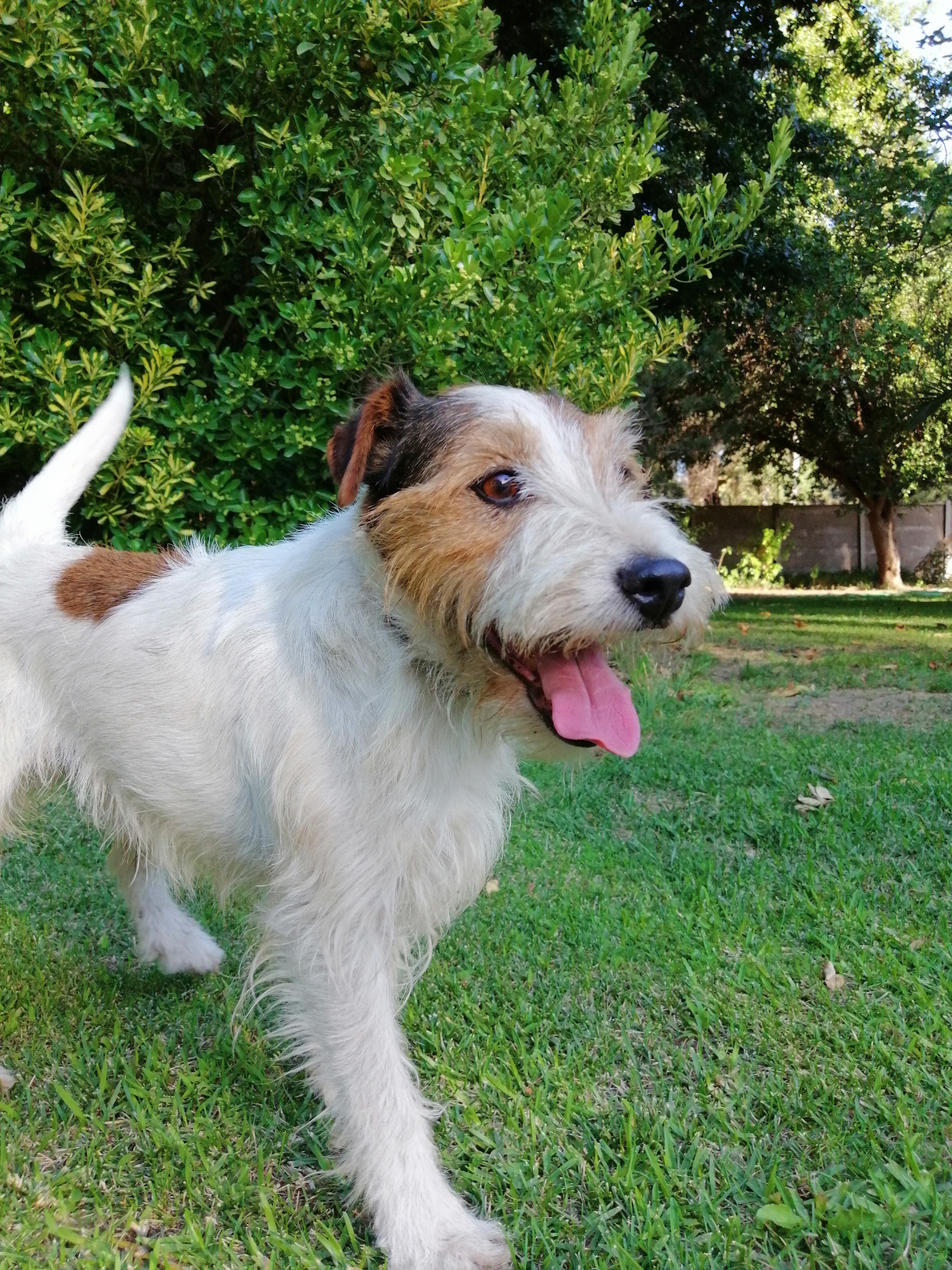 Gaucho