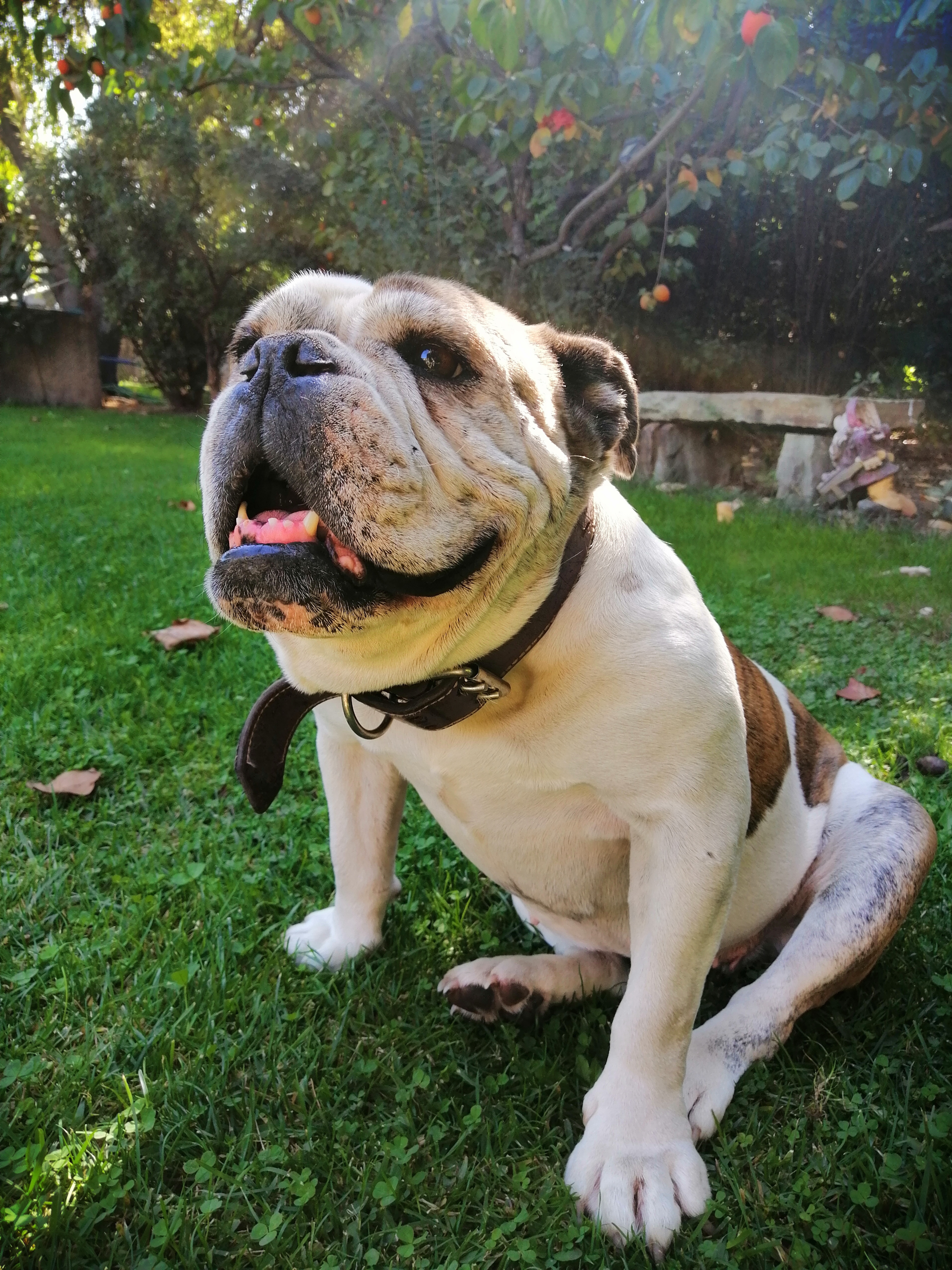 Gorda
