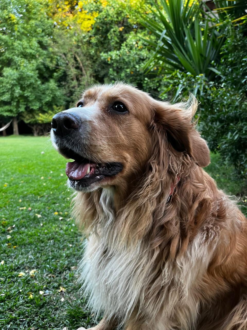 Kiara