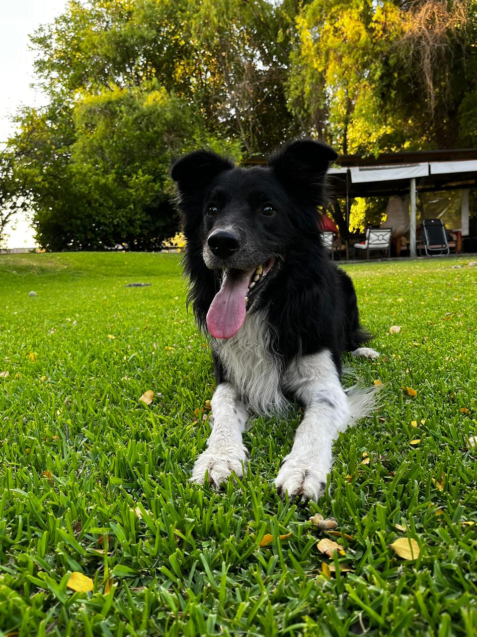Koda