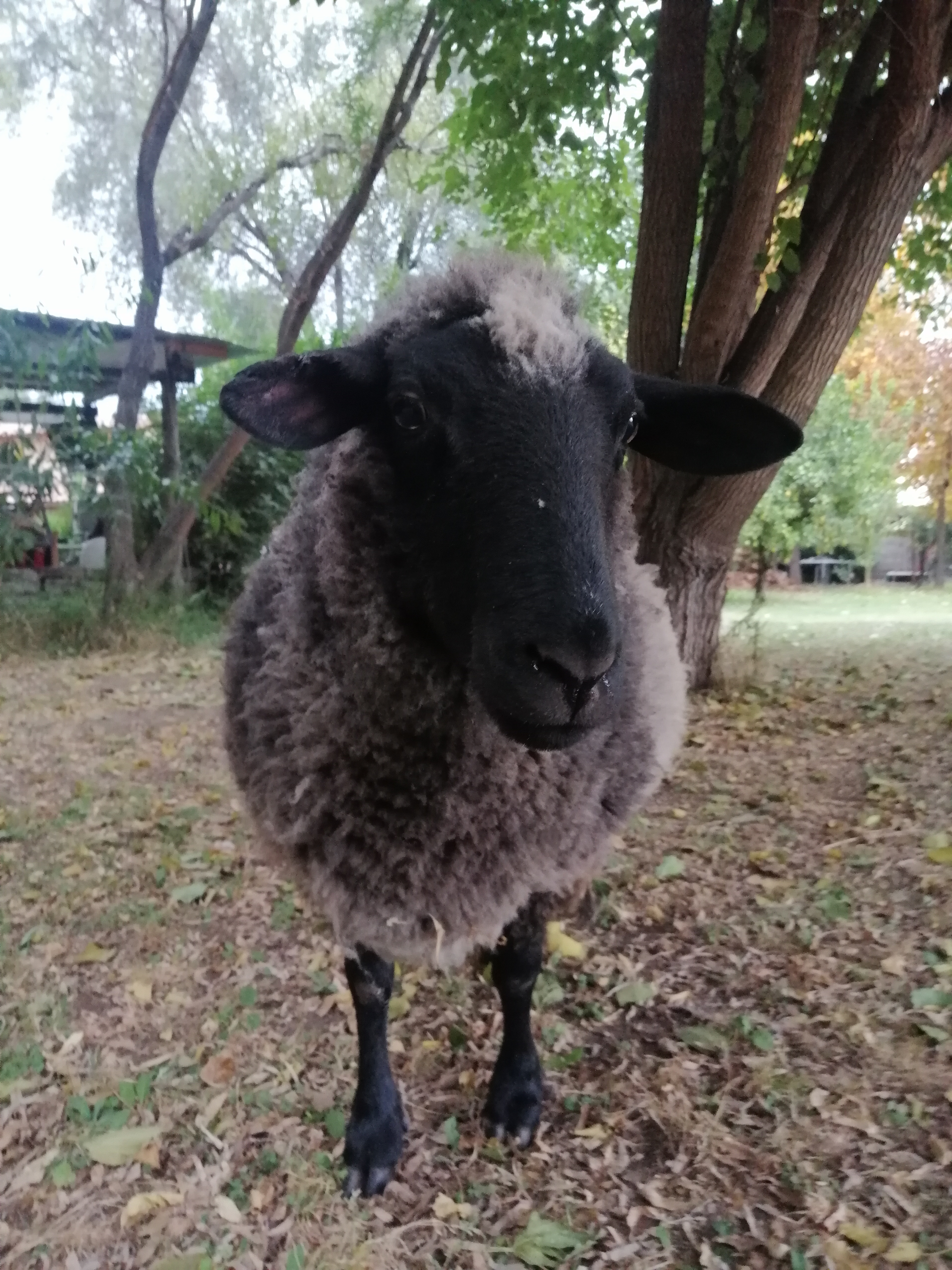 Luci