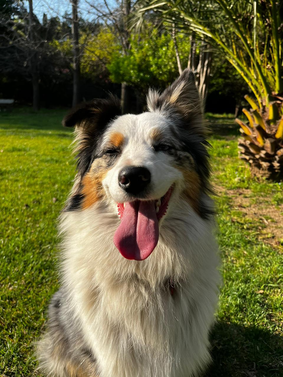 Maia