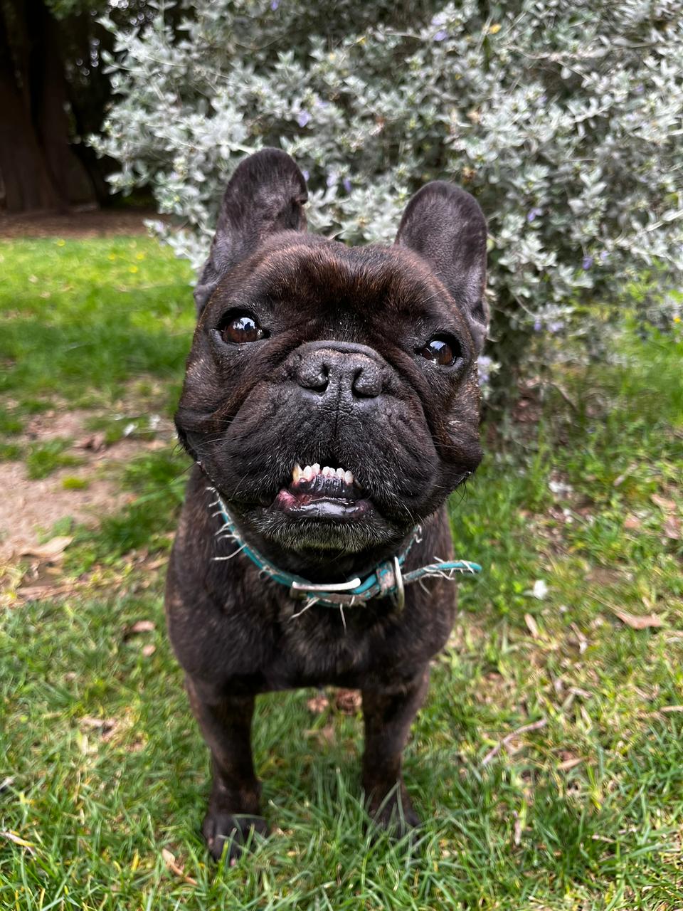 Milo