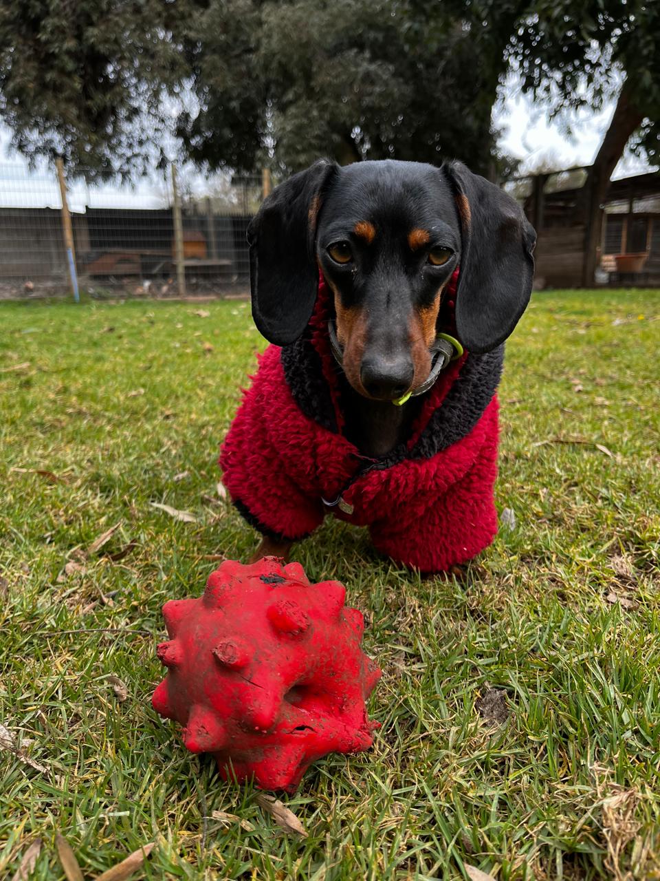 Molly