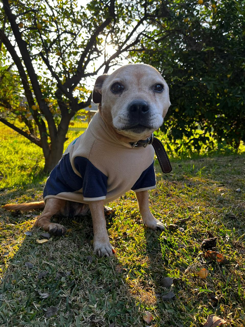 Nala